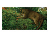 Panther Pause reproduction procédé giclée par Steve Hunziker