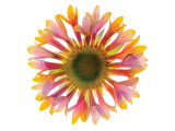 Kokardenblumen Giclée-Premiumdruck von Harold Davis