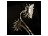 Two Sunflowers Giclee Print by Dan Magus