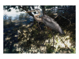 Mangrove Heron Giclee Print by Steve Hunziker