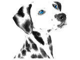 Dalmatian Date V Giclee Print
