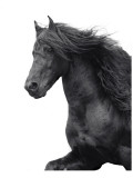 Friesian Premium Giclee Print by Melanie Snowhite