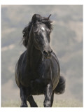 Dark Star Giclee Print by Melanie Snowhite