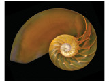 Nautilus on Black II Premium Giclee Print by Harold Davis