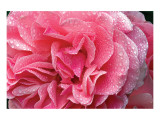 Corazón de rosas Lámina giclée por Harold Davis Corazón de rosas Lámina giclée por Harold Davis