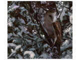 Snowy Owl Giclee Print by Steve Hunziker
