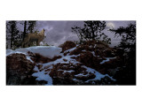 Howling Wolf Giclee Print by Steve Hunziker
