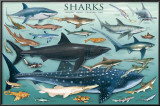 Sharks Poster