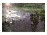 Magic Swan Premium Giclee Print by Steve Hunziker