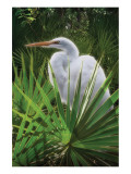 Palmetto Egret Lámina giclée por Steve Hunziker