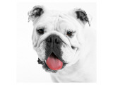 Boston's Pug Giclee Print