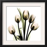 Crystal Flowers X-ray, Tulip Bouquet Posters by Albert Koetsier