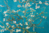 Almond Blossom, San Remy, 1890 Posters van Vincent van Gogh