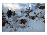 Snowy Buffalo Lámina giclée por Steve Hunziker Snowy Buffalo Lámina giclée por Steve Hunziker