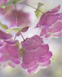 Oregano Plant With Drewdrops Prints by Don Paulson
