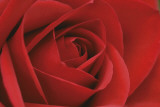 Persian Red Rose Prints by John Harper