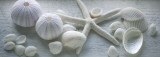 Driftwood Shells I Prints by Bill Philip