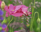 Shirley Poppies Print by Steve Satushek