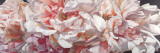 Raw Perfume Posters by Sarah Caswell