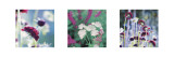 Summer Border Triptych Art by Ella Lancaster