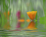 California Poppies Prints by Steve Satushek