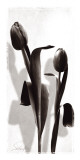Floral Impressions II Prints by Lucy Meadows