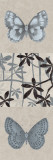 Butterfly Fern II Posters by Maria Mendez
