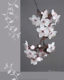 Plumtree Flowers Poster by Amélie Vuillon
