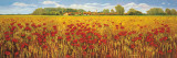 Campo de amapolas Láminas por Andrea Del Missier
