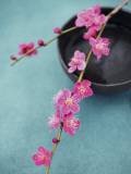 Cherry Tree Branch Art par Amélie Vuillon