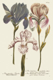 Iris Resplendant III Print by Joseph Weinmann