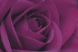 Persian Purple Rose Kunstdrucke von John Harper