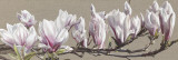 Magnolia Swathe Affiches par Sarah Caswell