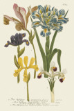 Iris Resplendant II Prints by Joseph Weinmann