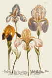 Iris Resplendant I Poster by Joseph Weinmann
