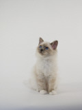 Birman Photographic Print