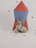 Devon Rex Impressão fotográfica Devon Rex Impressão fotográfica