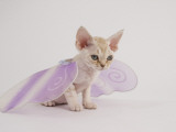 Devon Rex Impressão fotográfica Devon Rex Impressão fotográfica