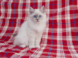 Birman Impressão fotográfica Birman Impressão fotográfica