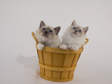 Birman Photographic Print