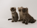 American Curl Impressão fotográfica American Curl Impressão fotográfica