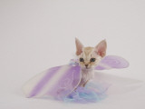 Devon Rex Impressão fotográfica Devon Rex Impressão fotográfica