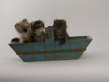 American Curl Photographic Print