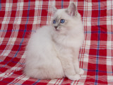Birman Photographic Print