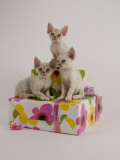 Devon Rex Photographic Print