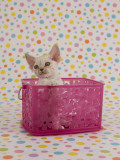 Devon Rex Photographic Print