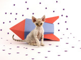 Devon Rex Impressão fotográfica Devon Rex Impressão fotográfica