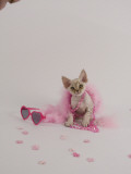 Devon Rex Impressão fotográfica Devon Rex Impressão fotográfica