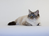 Birman Photographic Print