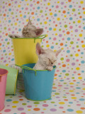 Devon Rex Photographic Print